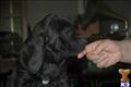 Fila Brasileiro